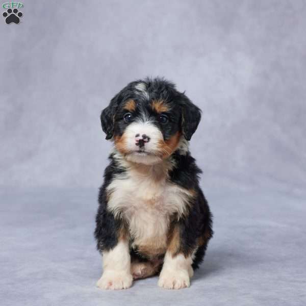 Joe, Mini Bernedoodle Puppy